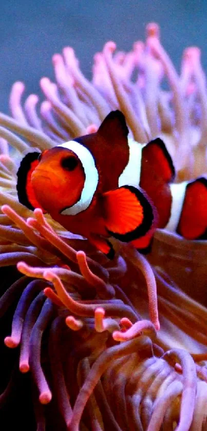 Clownfish nestled in a vibrant pink sea anemone, showcasing marine life.