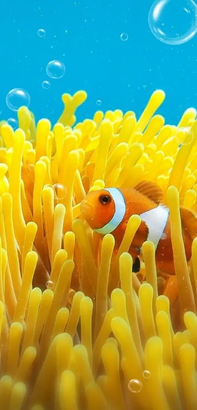 Clownfish swimming in vivid yellow coral reef, captivating underwater wallpaper.