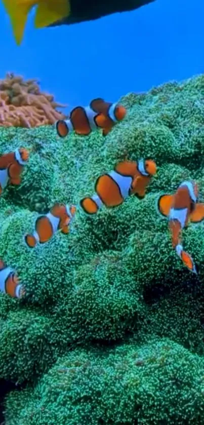 Clownfish swim through lush green corals with a bright blue backdrop.