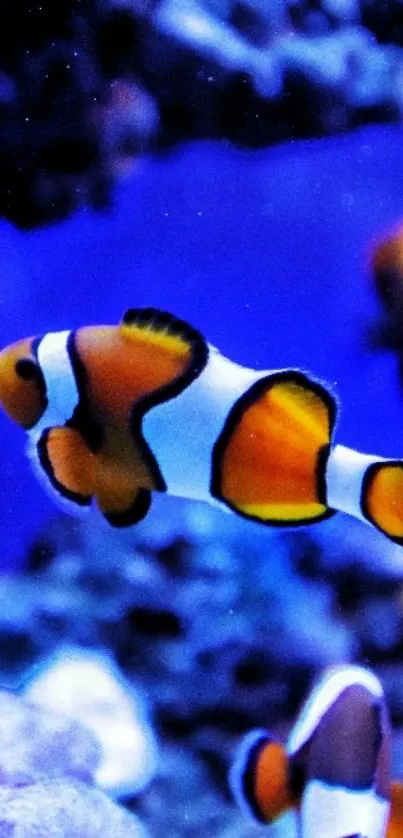 Colorful clownfish swimming in coral reef with vibrant blue hues.