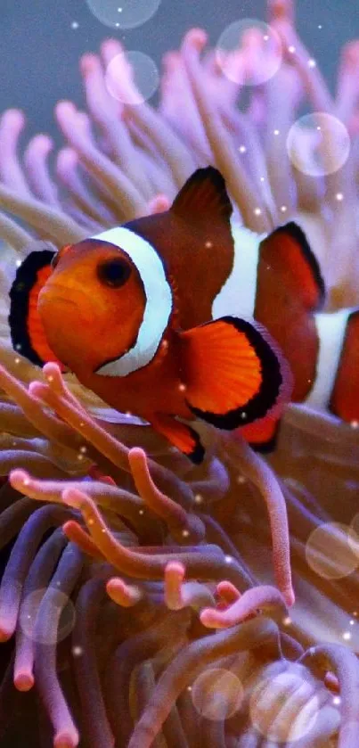 Clownfish in pink sea anemone underwater wallpaper.