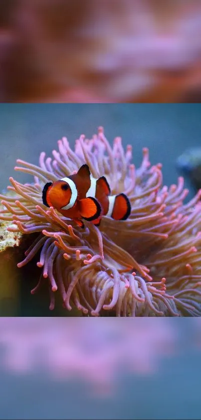 Clownfish amidst vibrant coral and sea anemone.