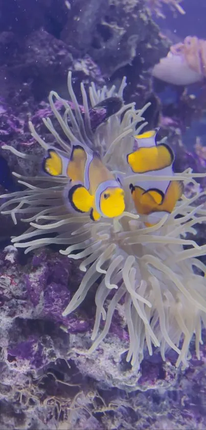 Colorful clownfish among coral reefs in underwater scene.