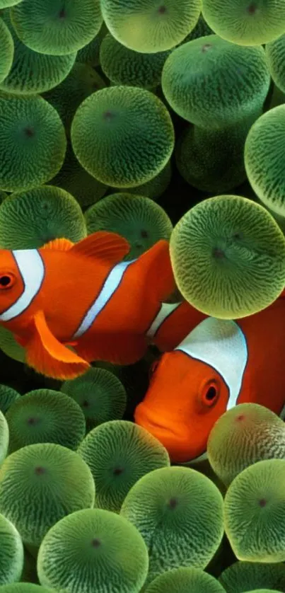 Vibrant clownfish nestled in green coral on mobile wallpaper.