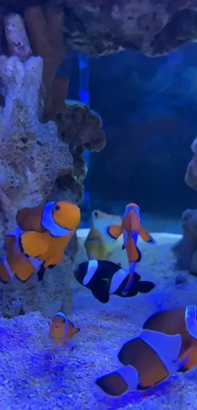 Colorful clownfish swimming beneath blue water and coral formations.