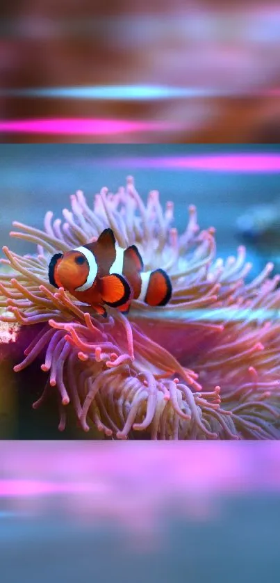 Clownfish resting in pink sea anemone, vibrant marine wallpaper.