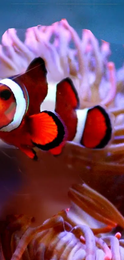 Colorful clownfish swimming in anemone underwater.