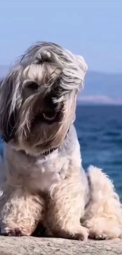 Fluffy dog sitting by the sea with blue horizon.