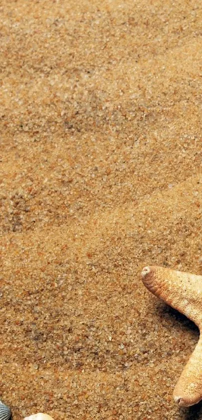 Serene beach wallpaper with sand and starfish, exuding coastal tranquility.