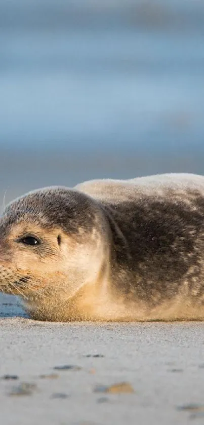 Seal resting on a sandy beach wallpaper for phones.