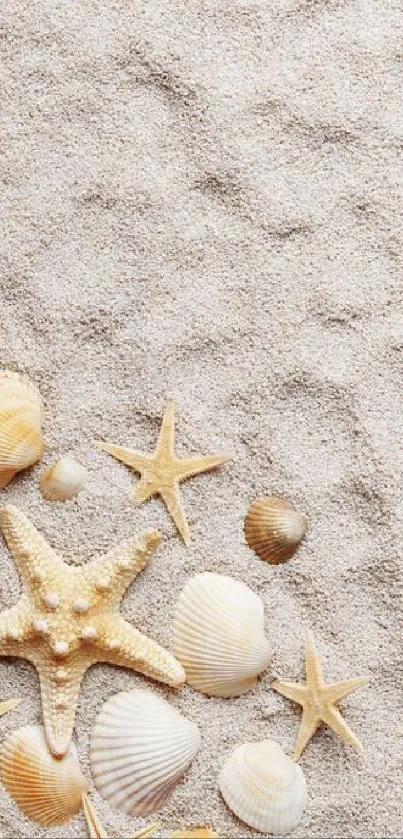 Sandy beach wallpaper with starfish and seashells.