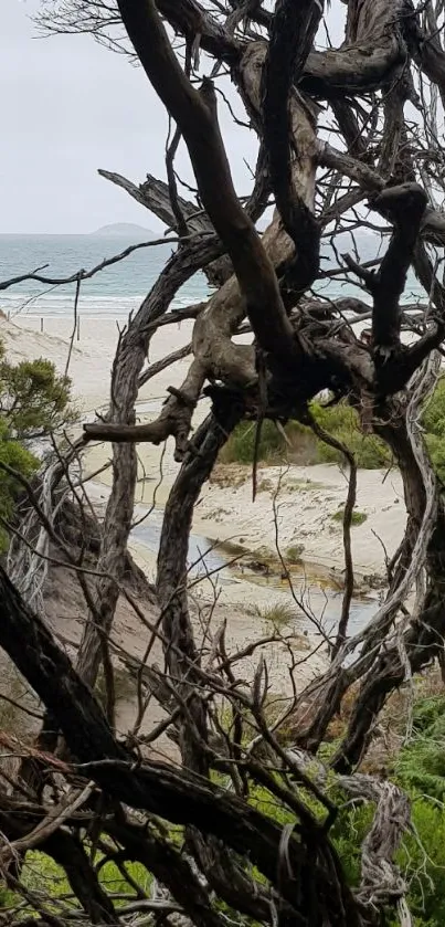 Twisted tree branches with coastal backdrop.