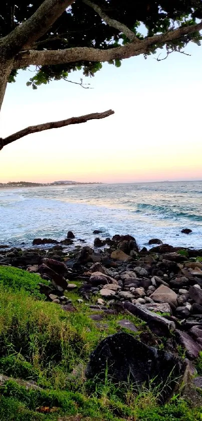 Sunset over rocky coast with tree and ocean horizon.