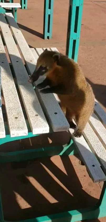 A coati sitting on a white bench outdoors.