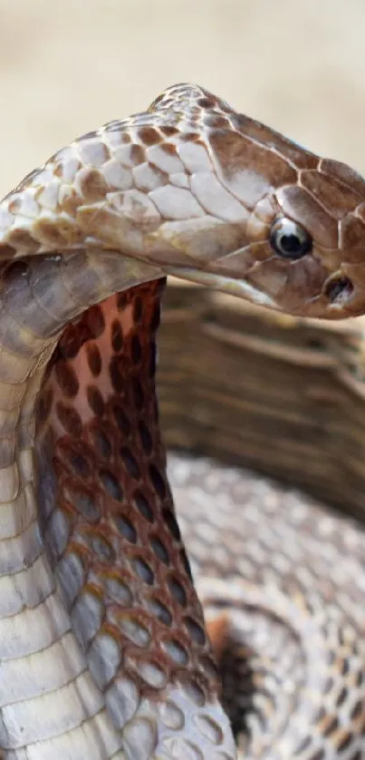 Cobra rising in a woven basket, showcasing scales and posture.