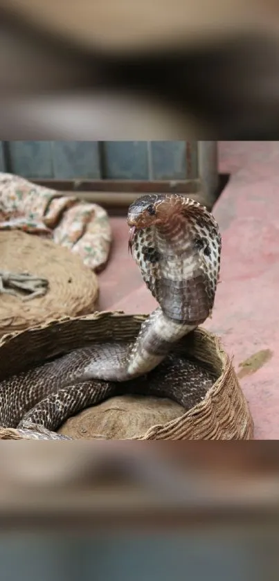 Cobra rising from a woven basket against a rustic backdrop.