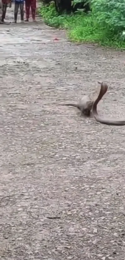 Two cobras in mid-battle on a rustic path surrounded by greenery.