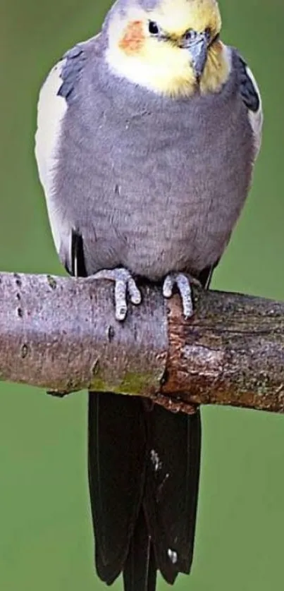 Cockatiel bird perched on a branch, perfect for mobile wallpaper.