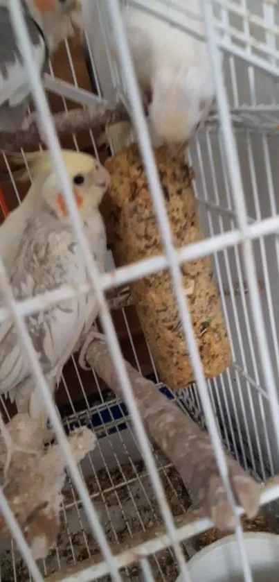 Cockatiels in a white cage with a seed block, perfect for nature lovers.