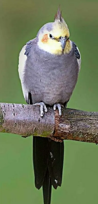 Cockatiel parrot perched elegantly on a branch with green background.