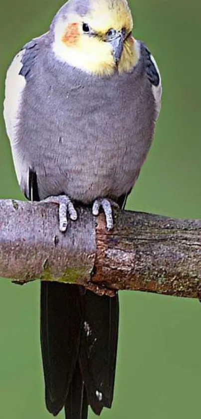 Cockatiel with grey and yellow feathers perched on a tree branch.