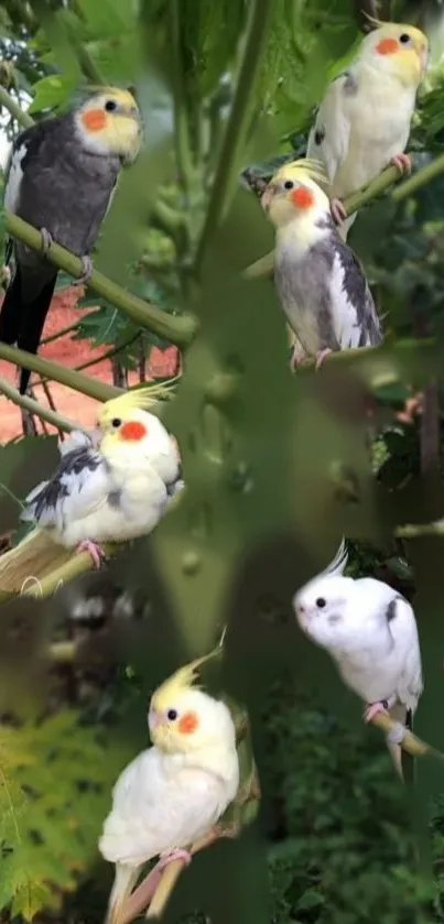 Cockatiels perched on lush green branches in a mobile wallpaper.