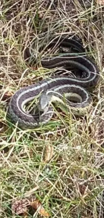 Coiled snake resting in green grass, perfect for nature wallpaper.