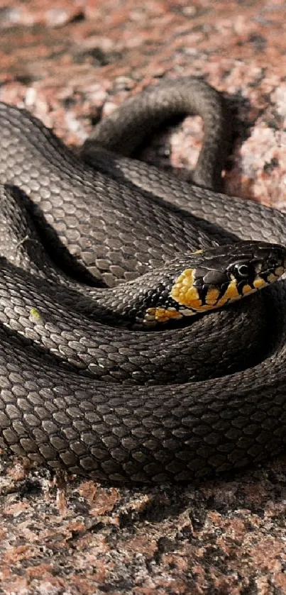 A coiled snake resting on a textured rocky surface in natural light.