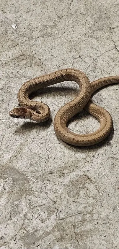 Coiled snake resting on a stone floor with natural textures.