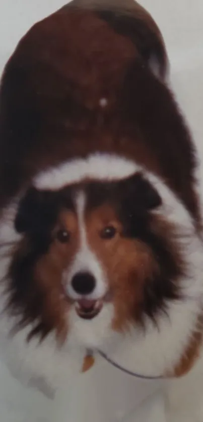 Adorable Shetland Collie dog with tricolor fur on a mobile wallpaper.