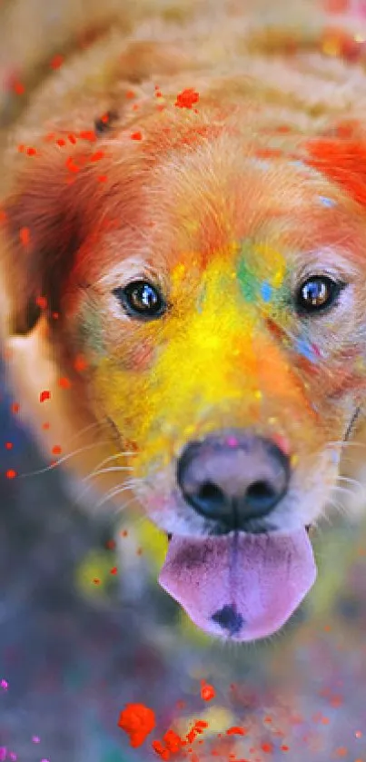 A cute dog with colorful splashes for a vibrant mobile wallpaper.