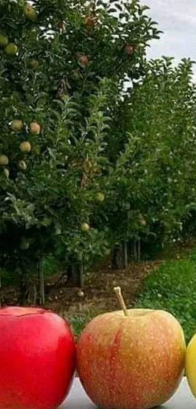 Colorful apples in orchard with green trees.