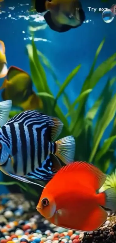 Bright aquarium wallpaper with colorful fish.