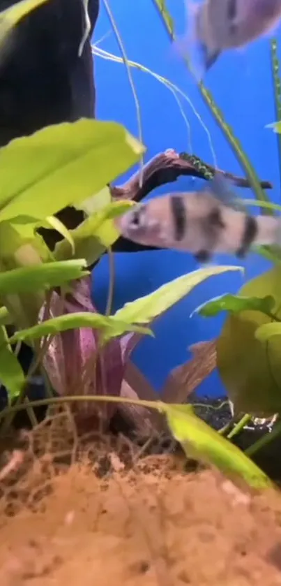 Underwater aquarium scene with colorful fish and green plants.