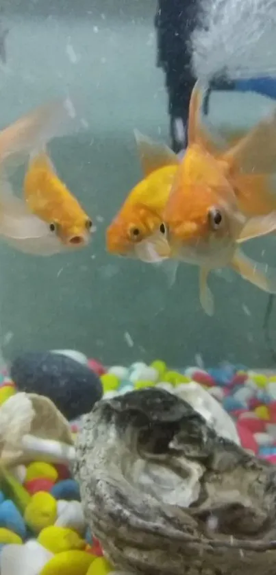 Lively goldfish swimming in a colorful aquarium with vibrant pebbles.