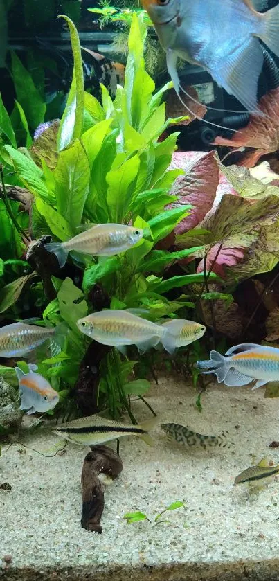 Colorful aquarium with diverse fish and green aquatic plants.