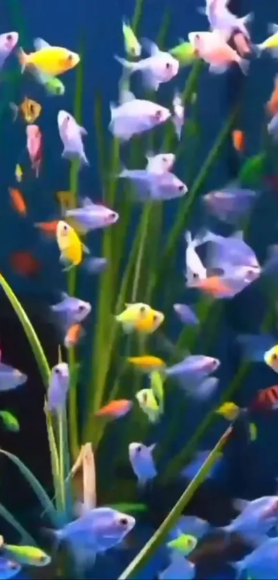 Colorful fish swimming among lush green aquatic plants.