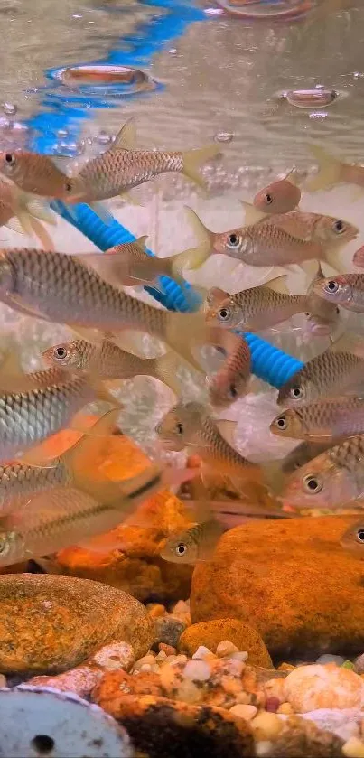 Colorful aquarium fish swim among stones in vibrant orange hues.