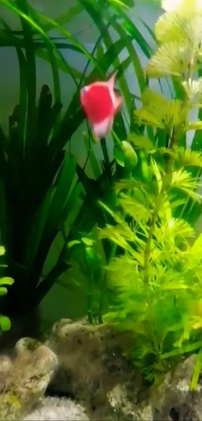 Colorful aquarium with red fish and green plants.