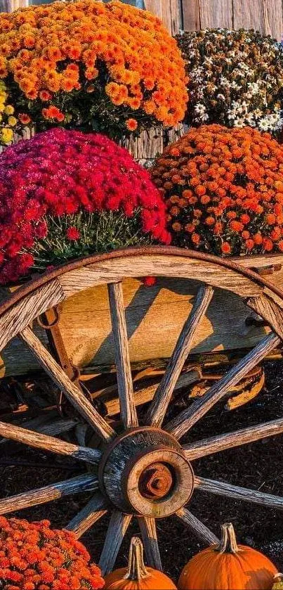 Charming autumn flower cart with pumpkins and vibrant blooms.