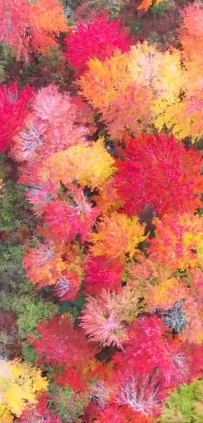 Aerial view of colorful autumn foliage in vibrant red, orange, and yellow hues.