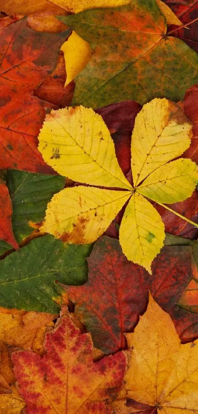Vibrant fall leaves with orange, red, and yellow hues for a lively mobile wallpaper.
