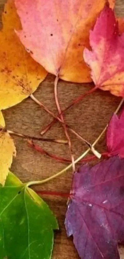 Colorful autumn leaves on wooden background.