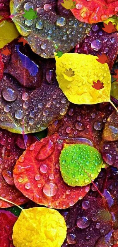 Bright, colorful autumn leaves with water droplets on them.