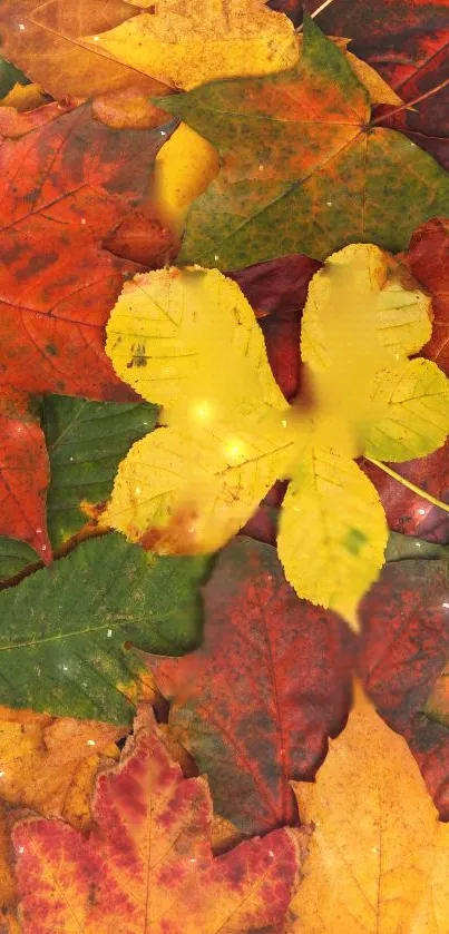 Colorful arrangement of autumn leaves wallpaper with rich hues.