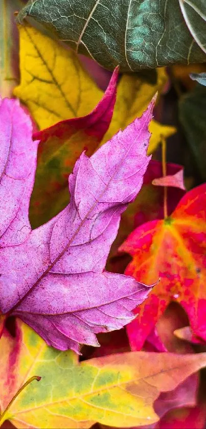 Vibrant autumn leaves with purple, green, and orange hues in a colorful arrangement.