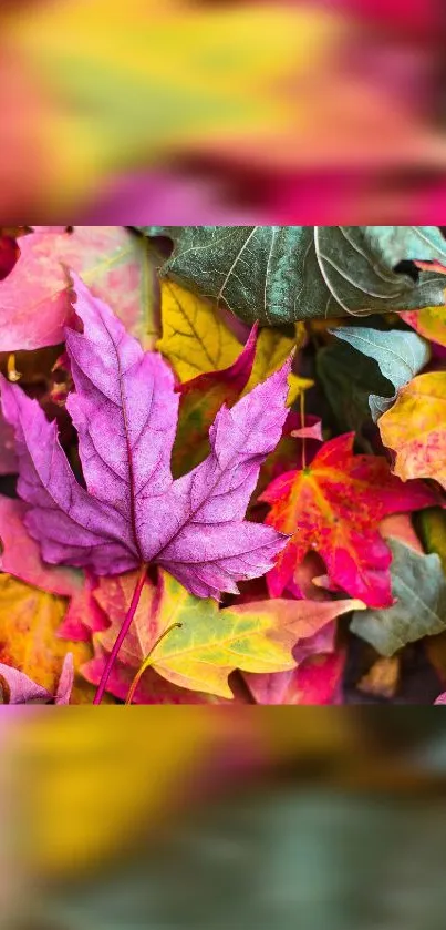 Vibrant autumn leaves creating a colorful wallpaper for mobile phones.