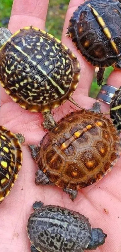 Vibrant baby turtles in hand, colorful shells.