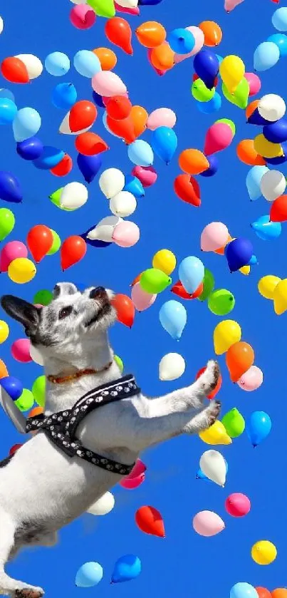 Dogs floating with balloons in bright blue sky.