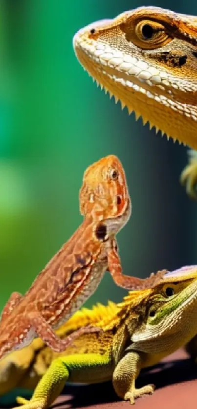 Vibrant bearded dragons on a lush green background.